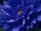 Close up view of Blue Dahlia Flower