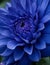 Close up view of Blue Dahlia Flower