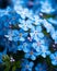 Close-up view of blue flowers