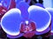 Close up view of a Blue Phalaenopsis Orchid. Indoor balcony home flower. Purple flower phalaenopsis orchid plant.