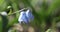 Close up view of Blue scilla flowers swaying to wind