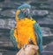 Close-up view of a Blue-throated macaw