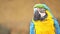 Close up view of blue and yellow macaw.