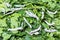 Close up view of Bombyx mori or silkworms eating mulberry green leaves, silk cocoon harvest and process