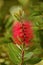 Close up view of bottle brush Callistemon flower which is nati