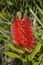 Close up view of bottle brush Callistemon flower which is nati