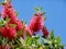 Close up view of bottle brush Callistemon flower which is nati