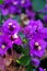 Close up view of bougainvillea purple flower.