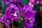 Close up view of bougainvillea purple flower.