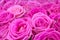 Close up view of a bouquet of a pink roses