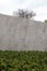 Close up view of boxwood bushes with green foliage and. Boxwood bushes growing along a light grey wall.