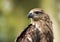 Close up view of Brahminy kite