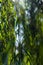 Close up view of branches of willow tree