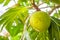 Close-up view of a breadfruit tree fruit at one of the Zanzibarian farms (Zanzibar, Tanzania)