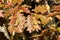 Close up view of bright copper color leaves on an oak tree in Autumn