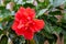 Close up view of a bright red double hibiscus flower in a sunny garden