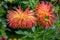 Close-up view of bright red and yellow flower of blooming Dahlia cactus with raindrops at autumn day