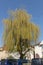 A close up view of a bright weeping willow tree