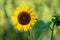 close-up view of a brightly blooming sunflower