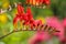 Close up view of brilliant scarlet-red flowers of Crocosmia `Lucifer` Montbretia ,in the iris family Iridaceae, in full bloom