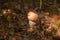 Close up view of brown cap boletus growing in forest