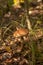 Close up view of brown cap boletus growing in forest