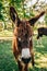 A close up view of a brown furry donkey on a farm in a pasture with large ears and green grass in the background