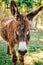 A close up view of a brown furry donkey on a farm in a pasture with large ears and green grass in the background