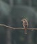 Close up view of  a brown shrike lanius cristatus perching on a branch