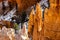 Close up view of bryce canyon national park hoodoos in winter in souther utah usa showing oranges and whites during the day