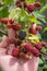 Close up view of a bunch of blackberry on hand. Ripening of the