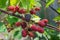 Close up view of a bunch of blackberry. Ripening of the blackber