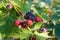 Close up view of a bunch of blackberry. Ripening of the blackber