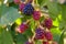 Close up view of a bunch of blackberry. Ripening of the blackberries on the blackberry bush in forest..