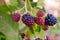 Close up view of a bunch of blackberry. Ripening of the blackberries on the blackberry bush in forest