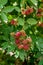 Close up view of a bunch of blackberry. Ripening of the blackberries on the blackberry bush in forest..