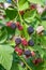 Close up view of a bunch of blackberry. Ripening of the blackberries on the blackberry bush in forest..