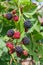 Close up view of a bunch of blackberry. Ripening of the blackberries on the blackberry bush in forest..