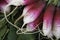 Close up view of a bunch of French breakfast radishes