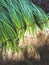 close-up view of bunches of fresh green