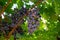 Close up view of bunches of grapes at Aegean vineyard