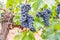 Close-up view of bunches of purple grapes hanging from the plant at the vineyard