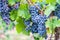 Close-up view of bunches of purple grapes hanging from the plant at the vineyard