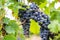 Close-up view of bunches of purple grapes hanging from the plant at the vineyard