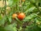 Close up view on bush tomato with green leaves and red ripe tomato. Bush tomato growing on the vegetable patch in the