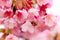 Close-up view of a busy worker honeybee attracted by fragrant Sakura cherry blossoms and collecting the nectar from lovely pink fl