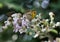 Close-up view of butterflies