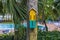 Close-up view of butterfly house nestled on palm tree trunk near hotel\\\'s pool.
