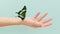 close up view butterfly sitting hand. High quality photo