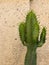 Close up view of a cactus called Cereus Jamacaru